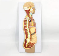 Modelo del Sistema nervioso autonomo