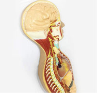 Modelo del Sistema nervioso autonomo