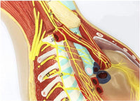 Modelo del Sistema nervioso autonomo