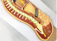 Modelo del Sistema nervioso autonomo