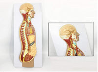 Modelo del Sistema nervioso autonomo