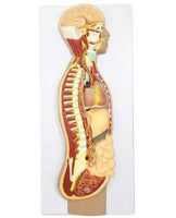 Modelo del Sistema nervioso autonomo