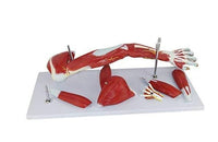 Modelo anatomico de brazo muscular (7 partes)