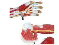 Modelo anatomico de brazo muscular (7 partes)