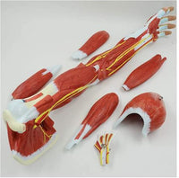 Modelo anatomico de brazo muscular (7 partes)