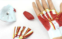 Modelo anatomico Articulación de la Mano Ligamento Tendón musculos
