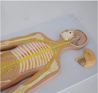 Modelo anatómico del sistema nervioso central y periferico del cuerpo humano