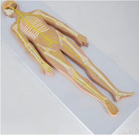 Modelo anatómico del sistema nervioso central y periferico del cuerpo humano