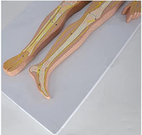 Modelo anatómico del sistema nervioso central y periferico del cuerpo humano