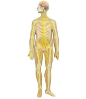 Modelo anatómico del sistema nervioso central y periferico del cuerpo humano