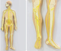 Modelo anatómico del sistema nervioso central y periferico del cuerpo humano