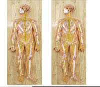 Modelo anatómico del sistema nervioso central y periferico del cuerpo humano