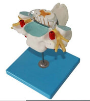 Modelo nervio cervical - espinal