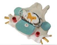 Modelo nervio cervical - espinal