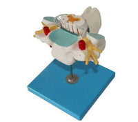 Modelo nervio cervical - espinal