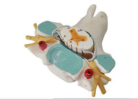 Modelo nervio cervical - espinal
