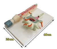 Modelo De Aumento De Neuronas