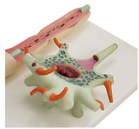 Modelo De Aumento De Neuronas