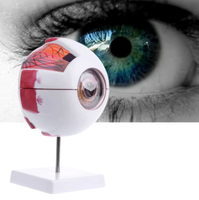 Modelo de Ojo "globo" anatomico ocular desmontable