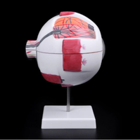 Modelo de Ojo "globo" anatomico ocular desmontable