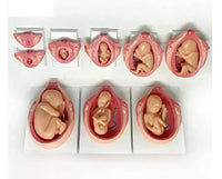 Desarrollo Fetal