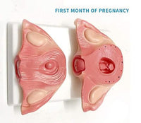 Set Desarrollo Fetal gestacion Embrion embarazo 9 meses - Bebe Feto