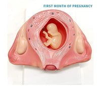 Set Desarrollo Fetal gestacion Embrion embarazo 9 meses - Bebe Feto