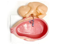 Set Desarrollo Fetal gestacion Embrion embarazo 9 meses - Bebe Feto