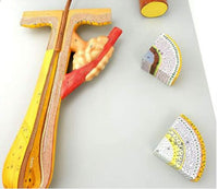 Modelo Pelo Humano cabello Zoom En 700x Folículo Capilar cabello