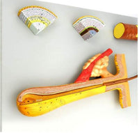 Modelo Pelo Humano cabello Zoom En 700x Folículo Capilar cabello