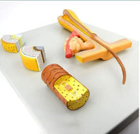 Modelo Pelo Humano cabello Zoom En 700x Folículo Capilar cabello