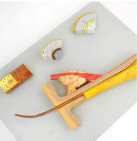 Modelo Pelo Humano cabello Zoom En 700x Folículo Capilar cabello