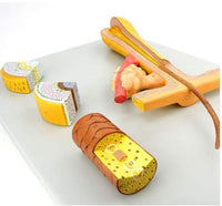 Modelo Pelo Humano cabello Zoom En 700x Folículo Capilar cabello