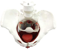 Modelo de Pelvis con Utero