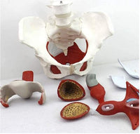 Modelo Pelvis Osea Femenina