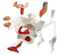 Pelvis desmontable