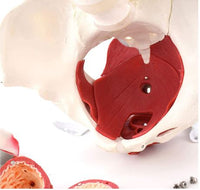 Modelo de Pelvis femenina