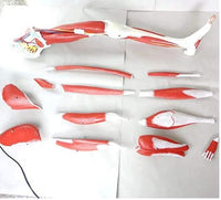 Modelo anatómico de pierna con musculos Desmontable (13 partes)