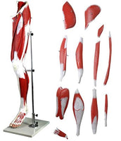 Modelo anatómico de pierna con musculos Desmontable (13 partes)