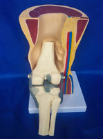 Modelo anatomico de rodilla