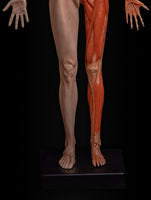Modelo Anatomico Esqueleto muscular 60cm