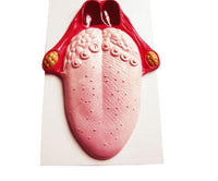 Modelo anatómico de lengua sentido del gusto