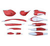 Modelo anatómico de pierna con musculos Desmontable (13 partes)