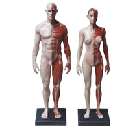 Modelo anatomico de cuerpo humano 30cm - muscular