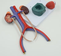 Modelo anatómico del Sistema urinario urologia