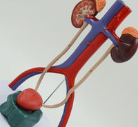 Modelo anatómico del Sistema urinario urologia