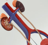 Modelo anatómico del Sistema urinario urologia