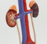 Modelo anatómico del Sistema urinario urologia