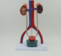 Modelo anatómico del Sistema urinario urologia