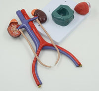 Modelo anatómico del Sistema urinario urologia